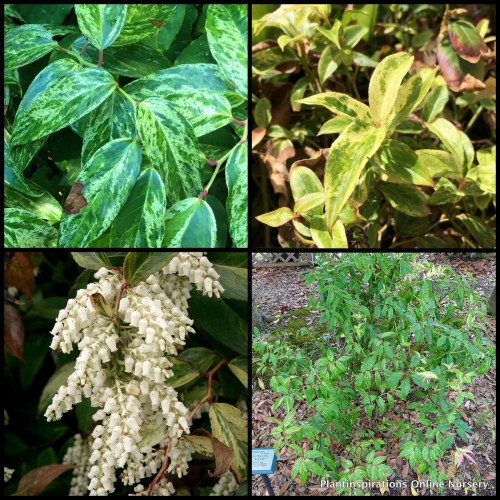 Leucothoe Girards Rainbow x 1 Plants Fetterbush Doghobble Drooping Laurel Hedge Shade White Flowering Cottage Garden Pots fontanesiana